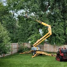 Best Hedge Trimming  in Plumas Lake, CA